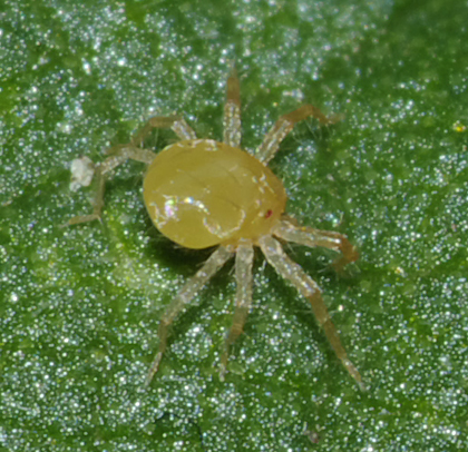 Anystidae Anystinae